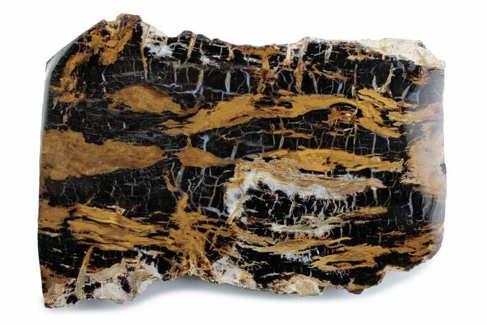 Polished Petrified Shrinkwood Section - Parker, Colorado #378114